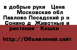 в добрые руки › Цена ­ 100 - Московская обл., Павлово-Посадский р-н, Сонино д. Животные и растения » Кошки   